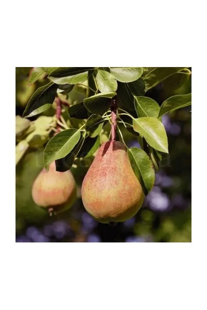 Pyrus communis ‘Legenda Karpat’